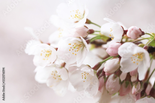 桜の花（ソメイヨシノ）