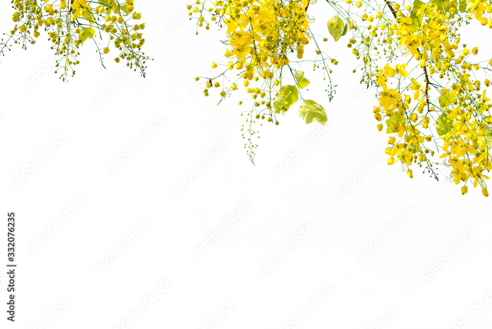 Golden shower flowers is Cassia fistula tree, summer flowers in songkran festival of Thailand on white isolated background.