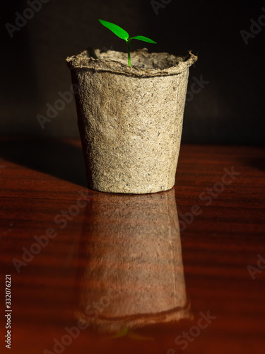 Green fragile seedlings in eco- friendly pots on a black background are reflected in the table surface. Growing and breeding plants, transplanting seedlings in the spring. Plant breeding © LesdaMore