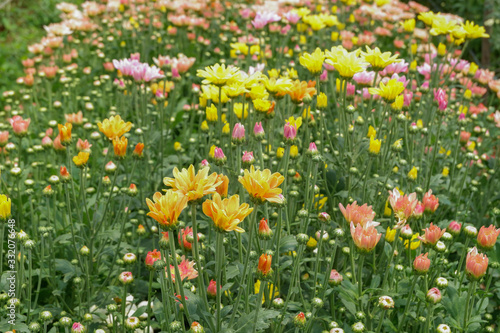 Colorful chrysanthemum flower in the garden. © Onkamon