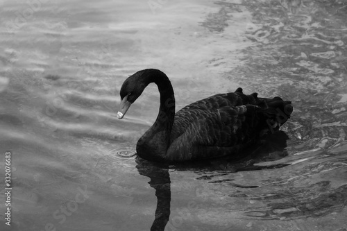 Fototapeta Naklejka Na Ścianę i Meble -  A black beautiful swan swims on the lake on a sunny day. Black swans feed mainly on aquatic plants and small algae, do not disdain also grain.