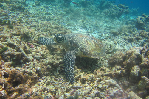 Schildkröte unter Wasser auf Korallen © Der Roland