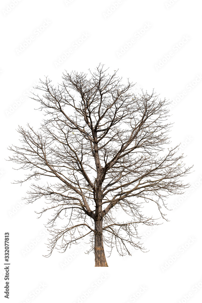 Obraz premium Leafless winter tree appearance