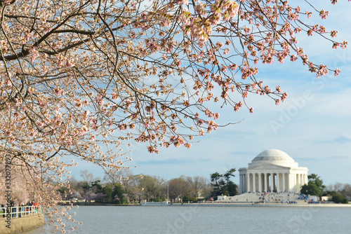 Cherry blossoms and Jefferson Memorial - Washington D.C. United States of America