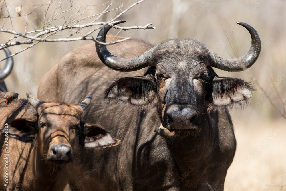 Naklejka premium Bawół afrykański, Syncerus caffer, czerwonodzioby Boeuf, Buphagus erythrorhynchus, Kruger National Park, RPA