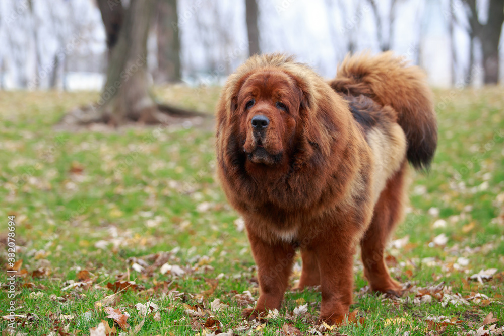 Fototapeta premium Dog breed Tibetan mastiff