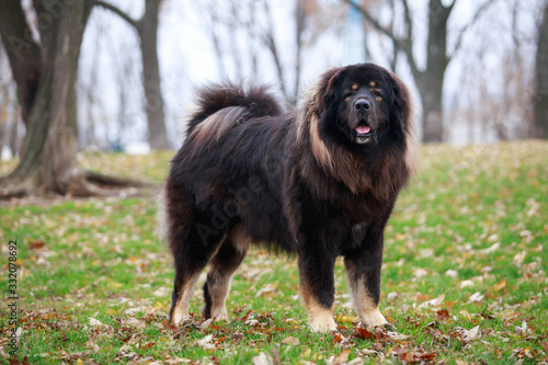 Dog breed Tibetan mastiff