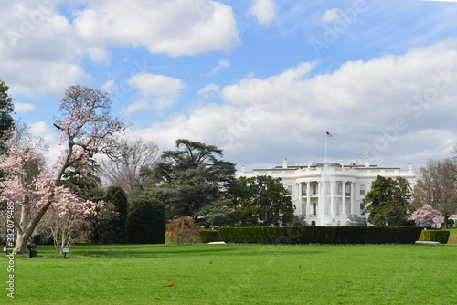 White House and spring blossoms - Washington DC in springtime