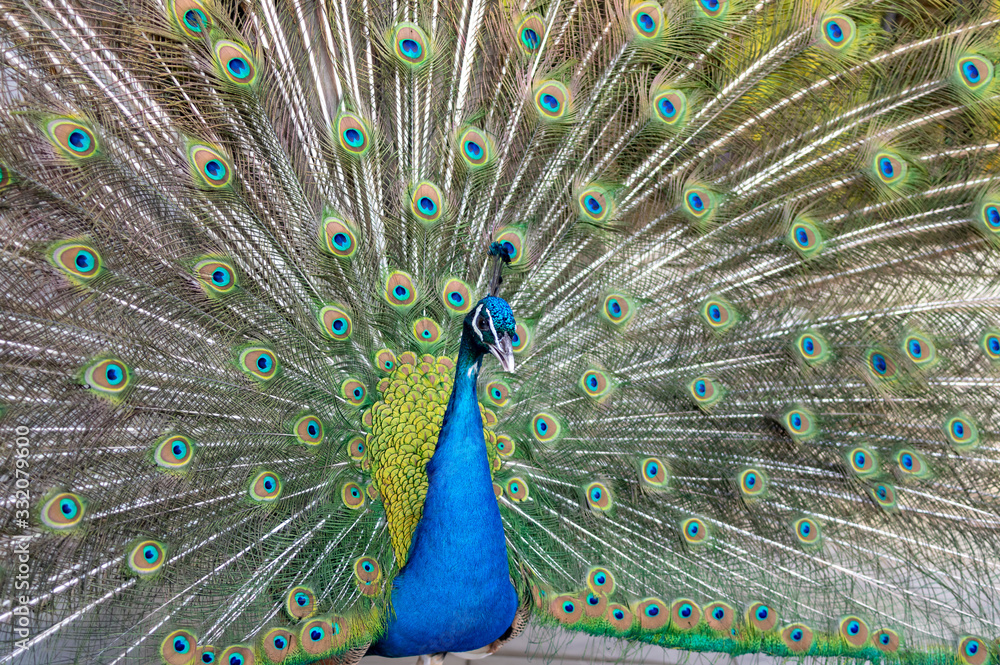 Naklejka premium Beautiful colorful Hues of a male peacock