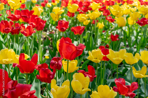 Beautiful colorful tulips in the park