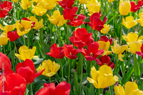 Fototapeta Naklejka Na Ścianę i Meble -  Beautiful colorful tulips in the park