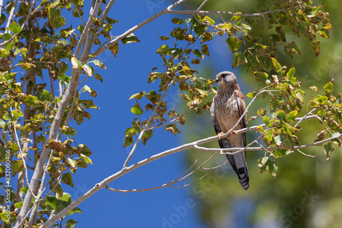 Common Kestrel (Falco tinnunculus): In late morning, while on return near Spituk village, found suddenly all small birds simply vanished. Up in the tree branch-found this Common Kestrel staring us. photo