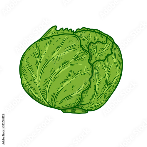 Illustration of cabbage in engraving style. Design element for logo, label, sign, emblem, poster. Vector illustration