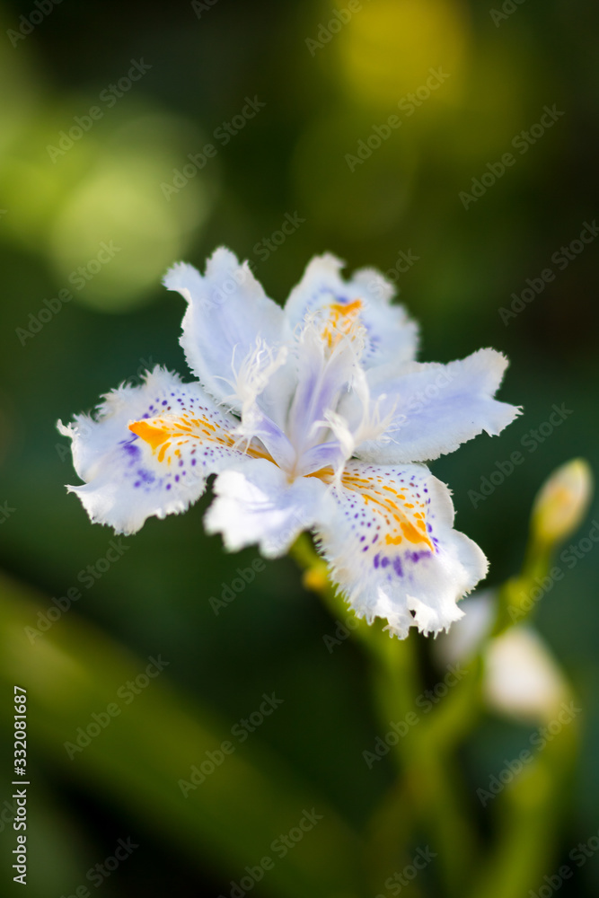 Iris japonica au Jardin des Plantes de Montpellier, le plus ancien jardin botanique de France Iris japonica au Jardin des Plantes de Montpellier, le plus ancien jardin botanique de France