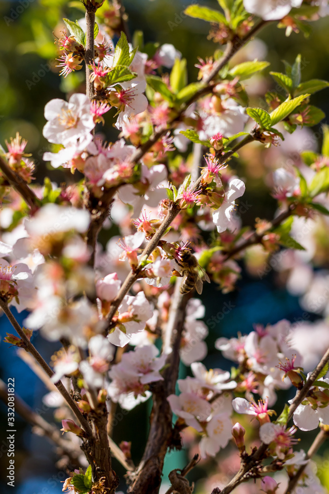 Abeille butinant les fleurs roses d'un arbuste au Jardin des Plantes de Montpellier, le plus ancien jardin botanique de France Abeille butinant les fleurs roses d'un arbuste au Jardin des Plantes de Montpellier, le plus ancien jardin botanique de France
