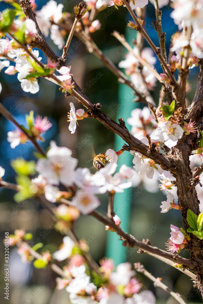 Abeille butinant les fleurs roses d'un arbuste au Jardin des Plantes de Montpellier, le plus ancien jardin botanique de France Abeille butinant les fleurs roses d'un arbuste au Jardin des Plantes de Montpellier, le plus ancien jardin botanique de France