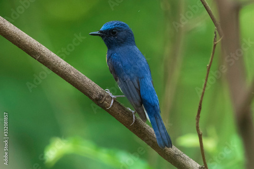 Blue-throat-ed blue flycatcher (Cyornis rubeculoides) at Rabindra Saravar, Kolkata © Dipankar'Photography