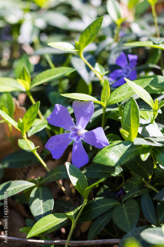 Vinca minor (petite pervenche) au printemps au Jardin des Plantes de Montpellier, le plus ancien jardin botanique de France