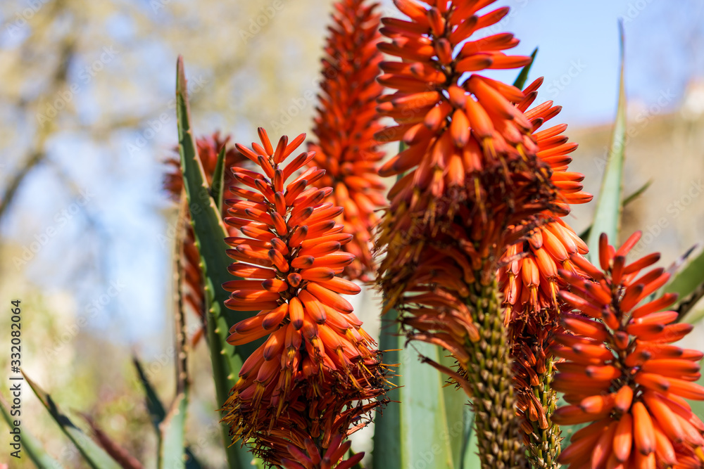 Aloe marlothii x ferox au printemps au Jardin des Plantes de Montpellier, le plus ancien jardin botanique de France Aloe marlothii x ferox au printemps au Jardin des Plantes de Montpellier, le plus ancien jardin botanique de France