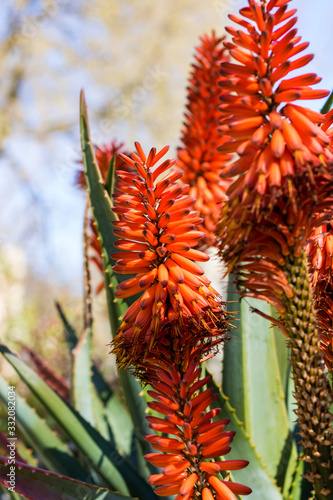 Aloe marlothii x ferox au printemps au Jardin des Plantes de Montpellier, le plus ancien jardin botanique de France photo