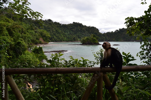 Capuchin Monkey in Manuel Antonio National Park, Costa Rica