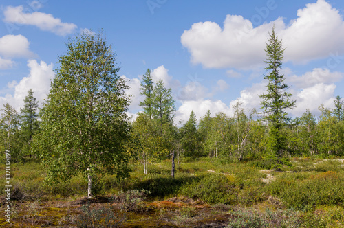 Green forest with pines, spruces, larches and birches. Bright summer day with blue sky