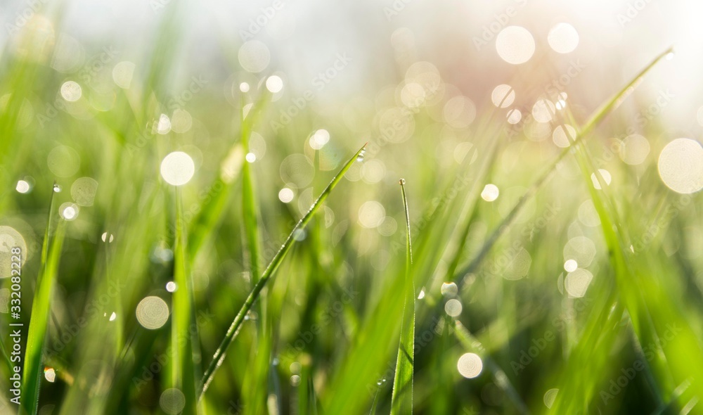 Fototapeta premium green grass with water drops