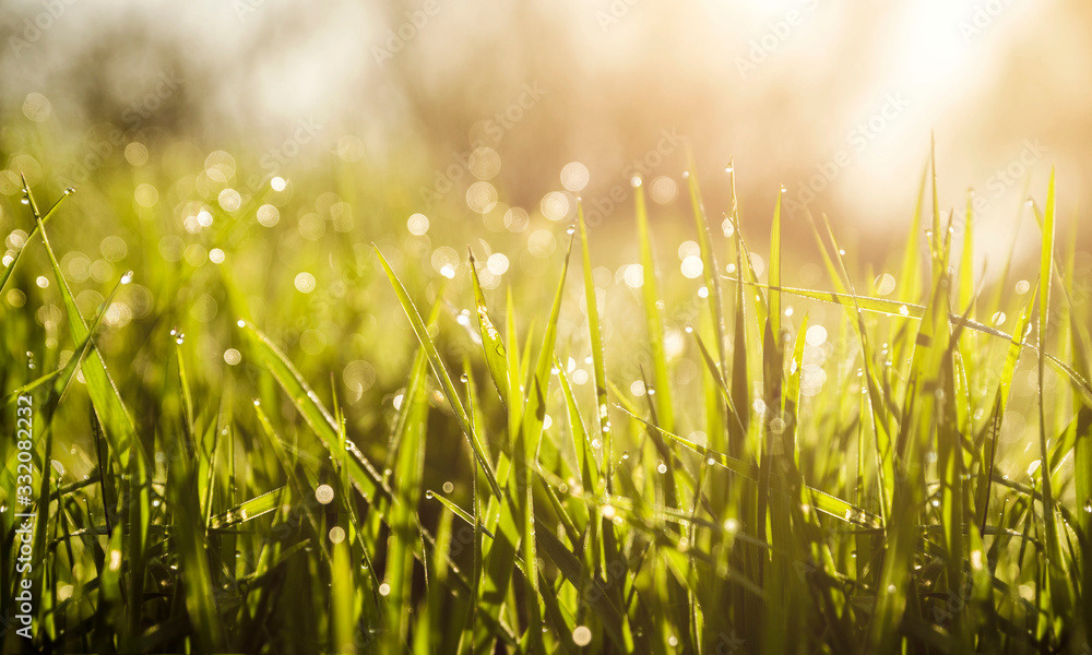 morning spring grass dew isolated. morning spring grass dew isolated.