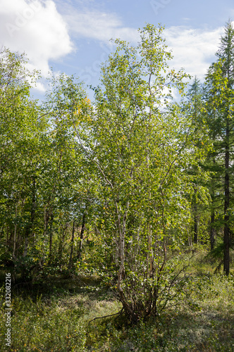 Green forest with pines  spruces  larches and birches. Bright summer day with blue sky