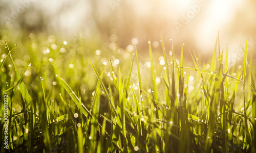 morning spring grass dew isolated.
