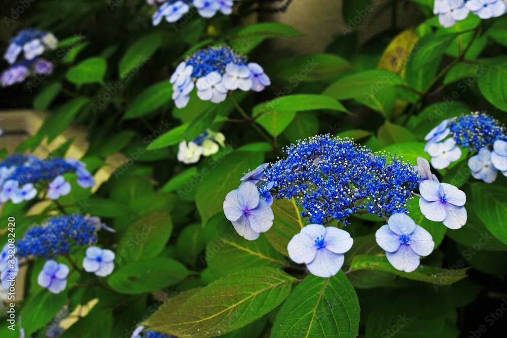 Landscape of hydrangea blooming on a path in Kamakura, Japan