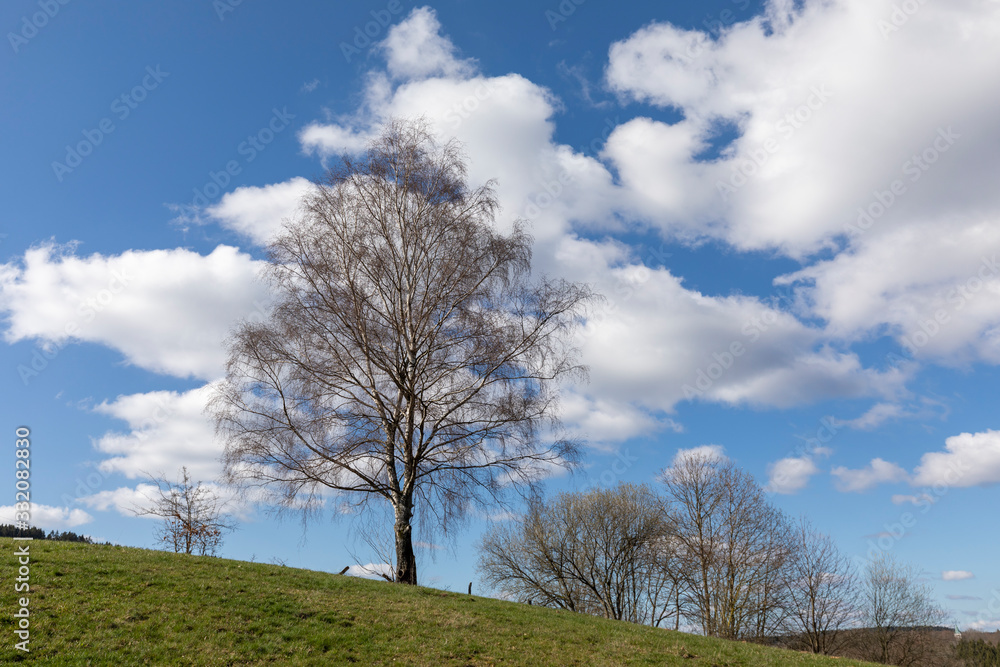 Birke im Frühling auf freiem Feld Birke im Frühling auf freiem Feld