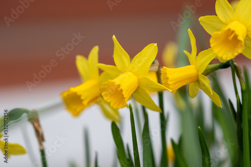 Group of opened yellow blossomns of narcissus plants 