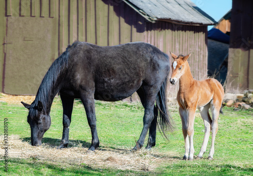 Black horse female with foal in a farm yard in spring