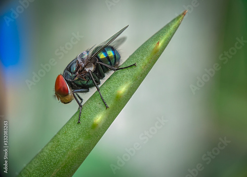 Oriental Latrine Fly - Green flies, close up details of flies