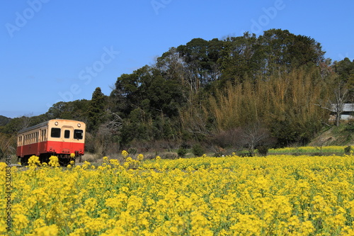 小湊鉄道　菜の花　菜の花畑