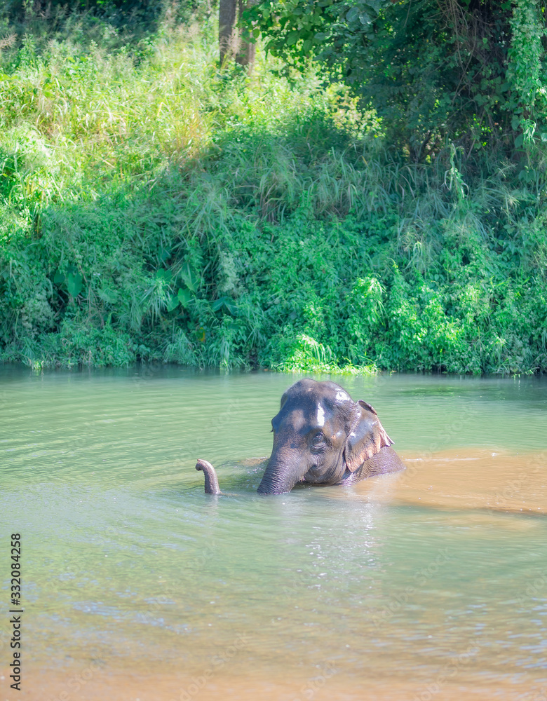 Asian elephant family that villagers raised in Thailand. Thai elephant daily bath in Chiangmai province, Thailand.