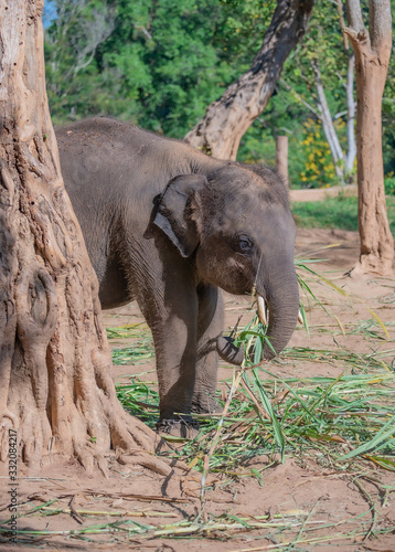 Photography Baby elephants raised by villagers in Thailand