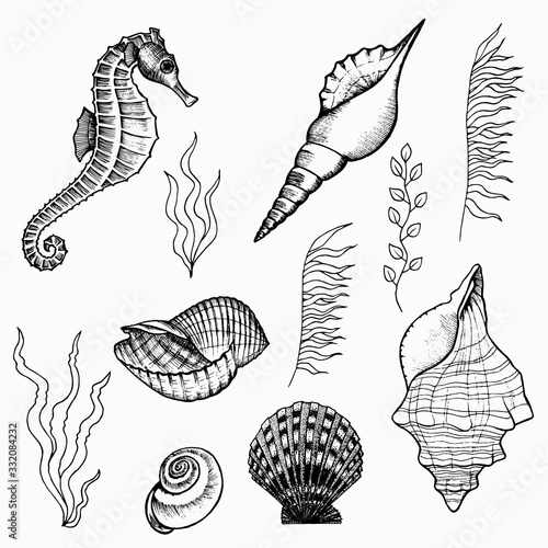 Flora and fauna of the seabed set. Underwater world of the ocean, hand drawn doodle outline. Seaweed, seahorse, shells for logo, icon, tattoo. Stock vector illustration isolated on white background.