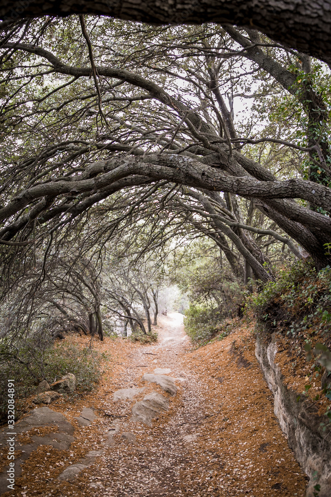 Disturbing forest, an arch made of tree branches, where a witch might have lived Disturbing forest, an arch made of tree branches, where a witch might have lived