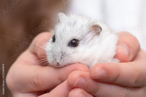 Closeup hamster in a child’s hand