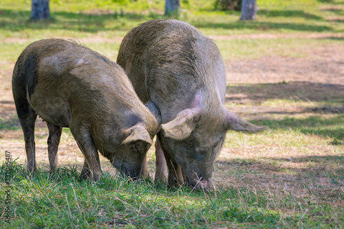 Couple of male and female dirty domestic pigs grazing at summer meadow. 