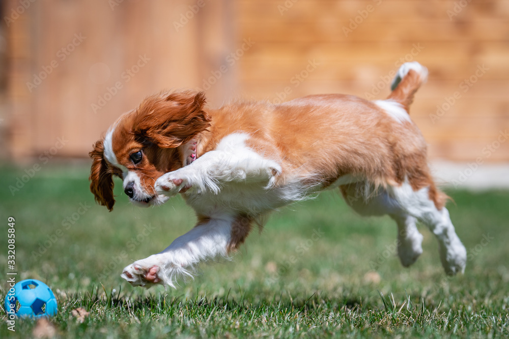 Sweet baby KING CHARLES SPANIEL Sweet baby KING CHARLES SPANIEL