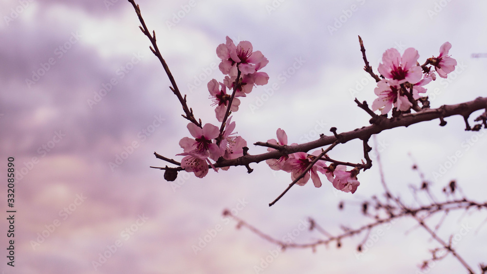 Almond blossoms in spring