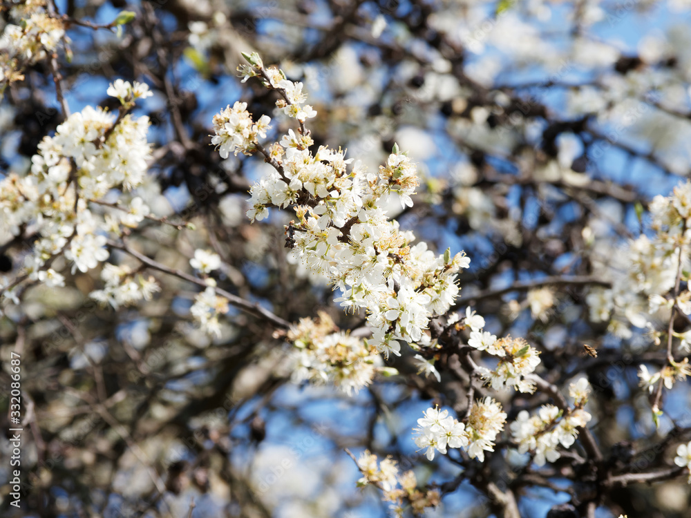 Prunus spinosa | Close up on blackthorn with its dark bark which contrast with buds and white flowers in early spring under a blue sky Prunus spinosa | Close up on blackthorn with its dark bark which contrast with buds and white flowers in early spring under a blue sky