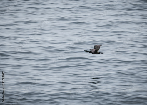 flying bird over the sea