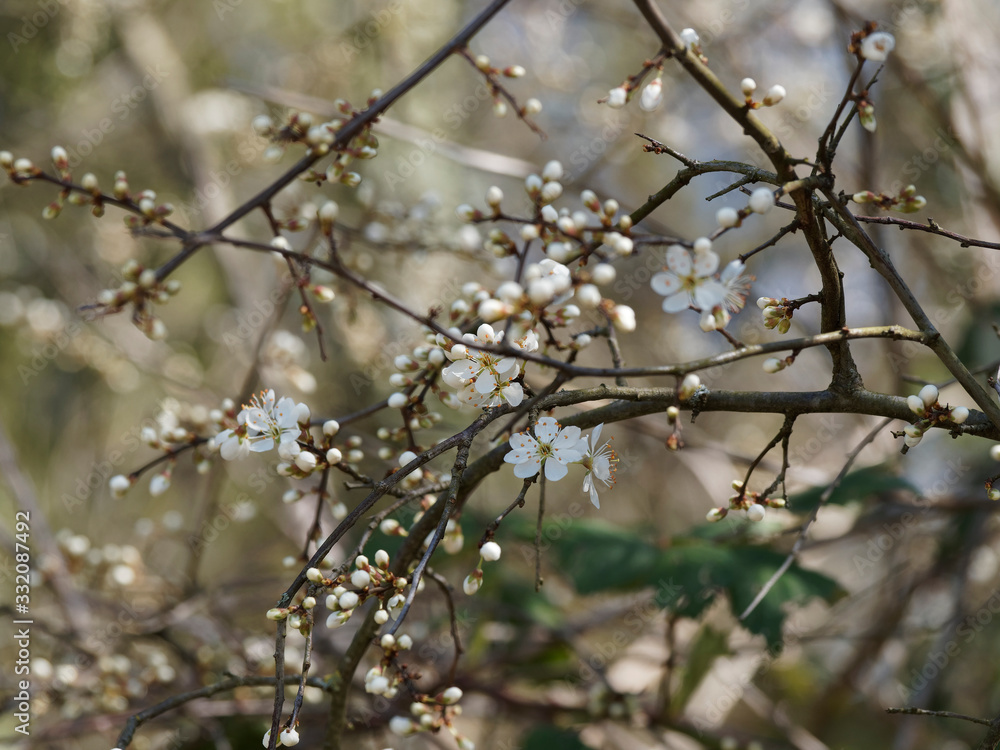 Prunus spinosa | Blackthorn or sloe shrub with in a tangle of blackish thorny branches full of buds and creamy-white flowers Prunus spinosa | Blackthorn or sloe shrub with in a tangle of blackish thorny branches full of buds and creamy-white flowers
