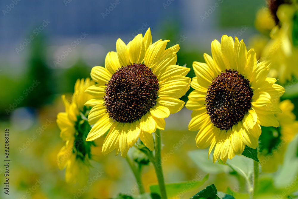 Obraz premium ひまわり