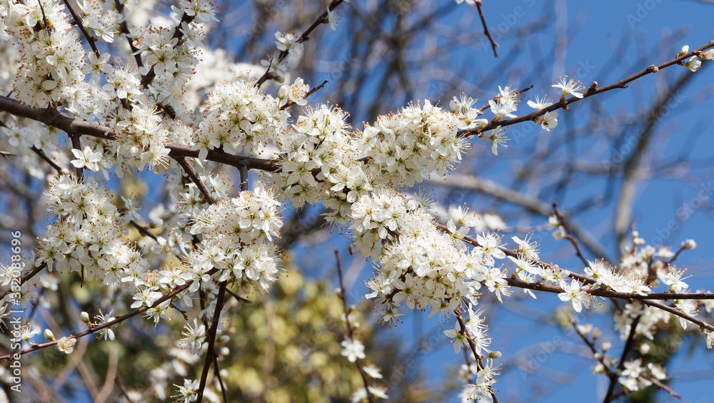 Prunus spinosa | Blackthorn or sloe shrub with in a tangle of blackish thorny branches full of creamy-white flowers Prunus spinosa | Blackthorn or sloe shrub with in a tangle of blackish thorny branches full of creamy-white flowers