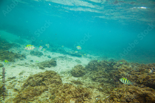 Fototapeta Naklejka Na Ścianę i Meble -  Beautiful colored fish swim underwater in the Indian Ocean among the stones.